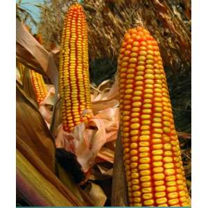 Фортеза - кукурудза, 150 000 насінь, 1 п.о., Голден Сидз (Україна) фото, цiна